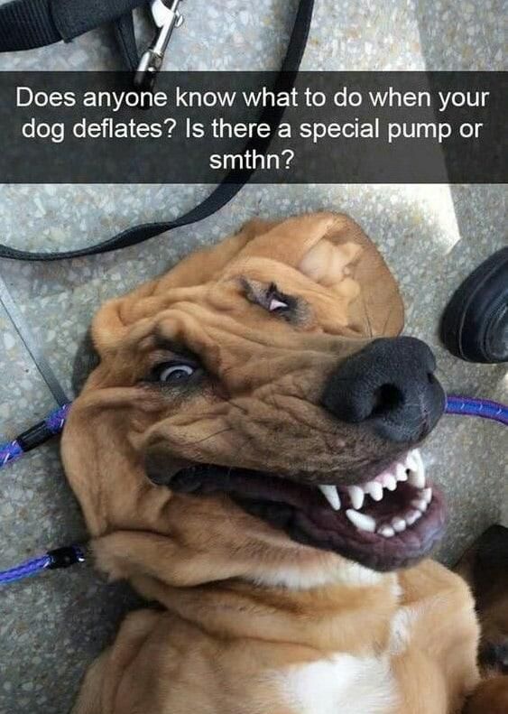 Deflate dog face