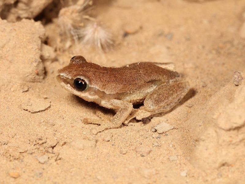 Desert tree frog