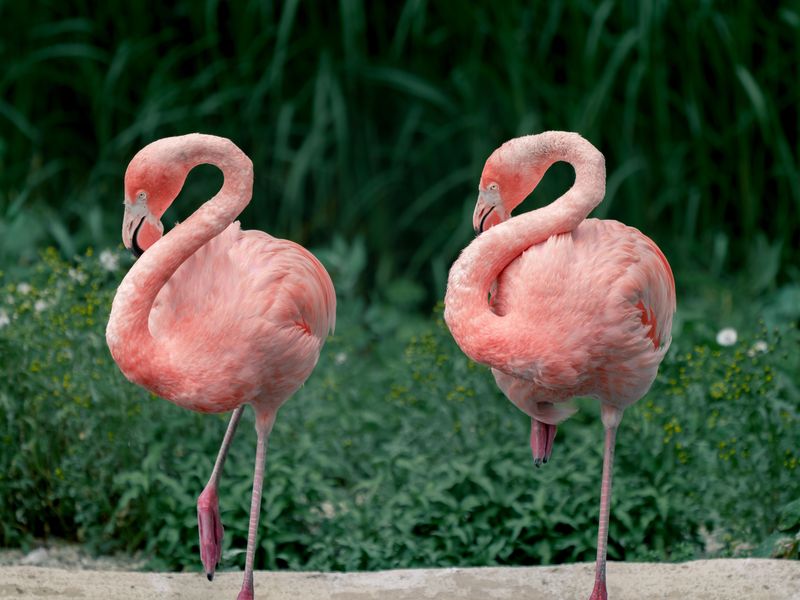 Detail of two American flamingos