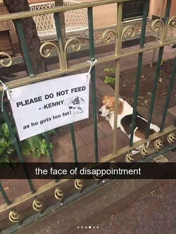 Disappointed dog