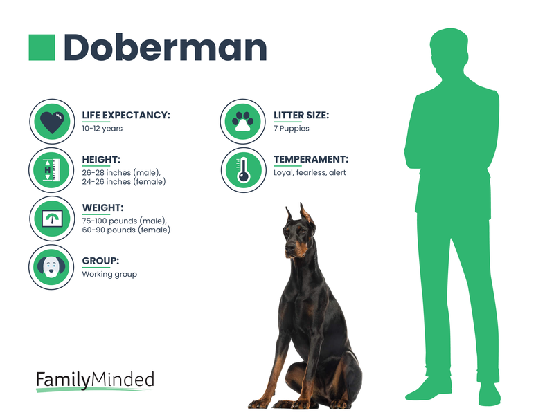 Doberman breed