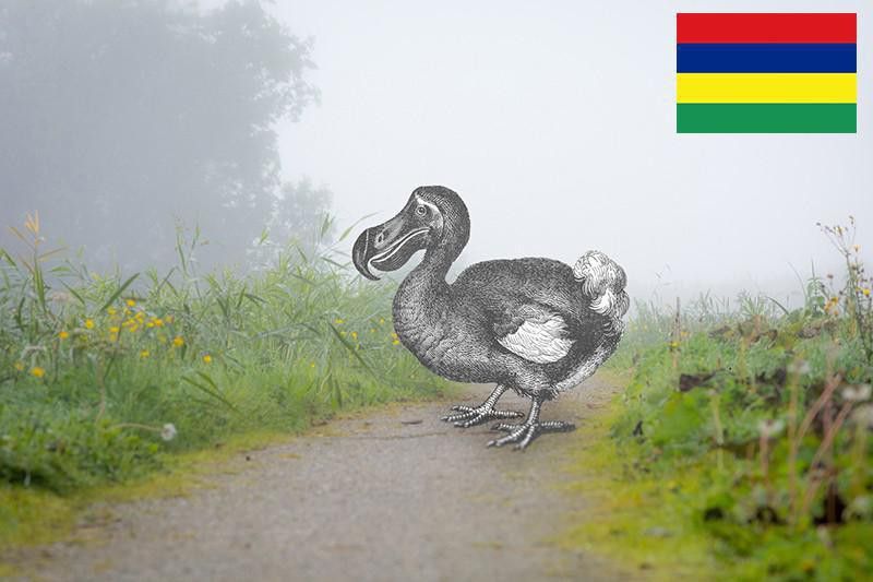 Dodo bird drawing