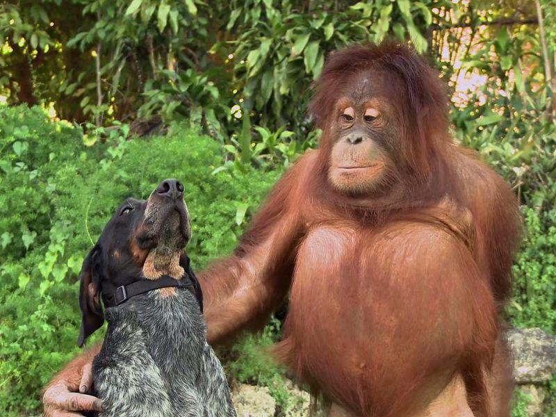 Dog and an orangutan