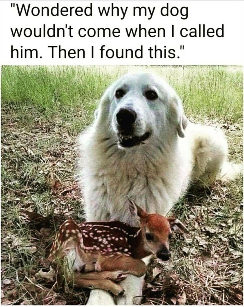Dog and baby deer