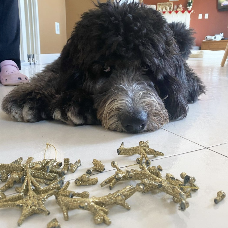 Dog and broken ornaments