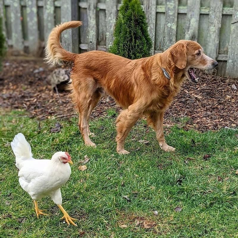 Dog and chicken