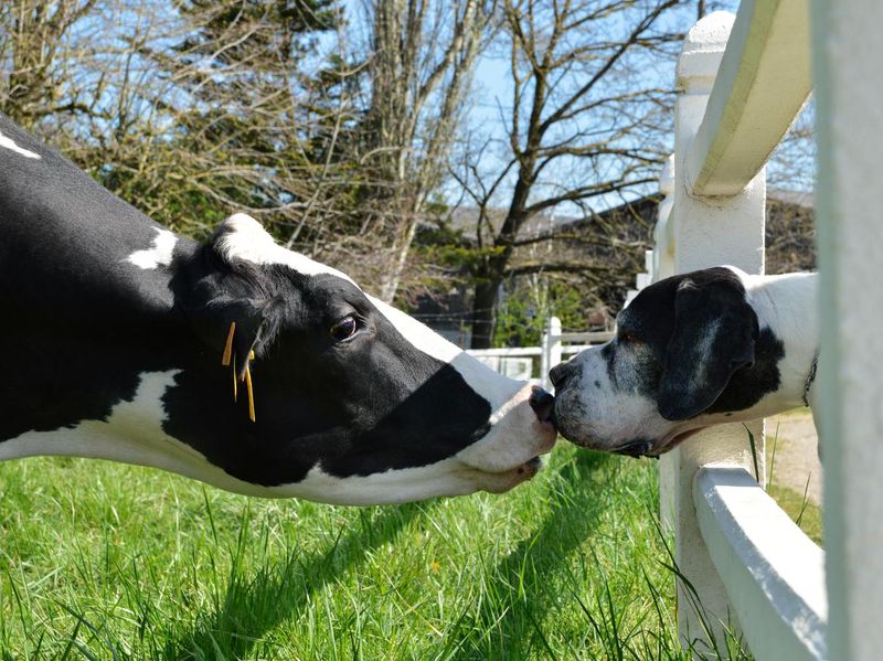 Dog and Cow