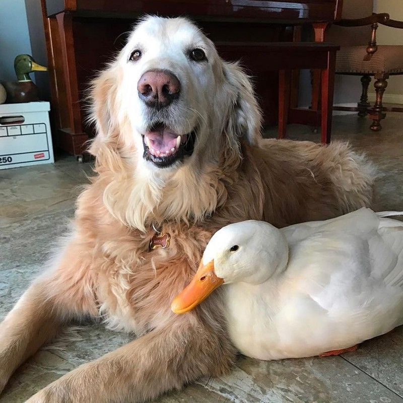 Dog and goose
