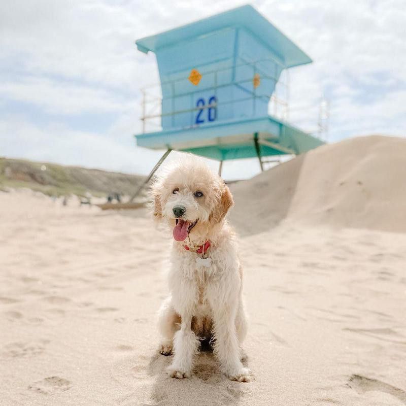 Dog at Huntington Dog Beach