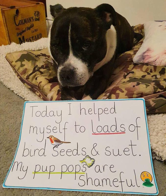 Dog ate bird seeds and suet
