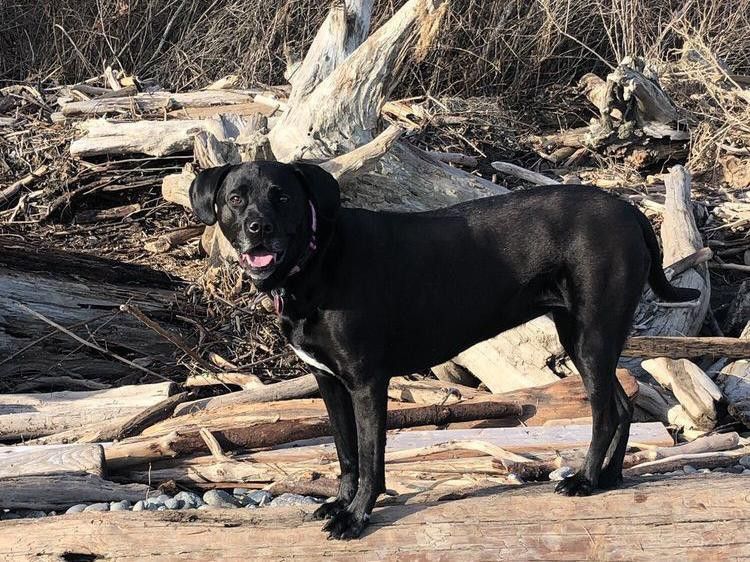 Dog balanced on driftwood