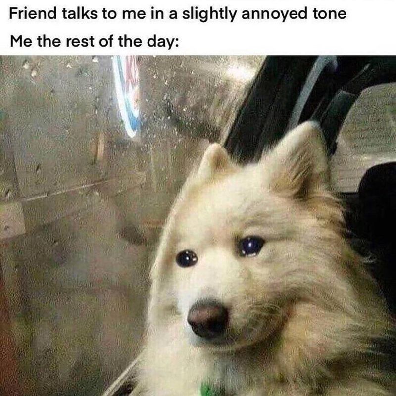 Dog crying meme