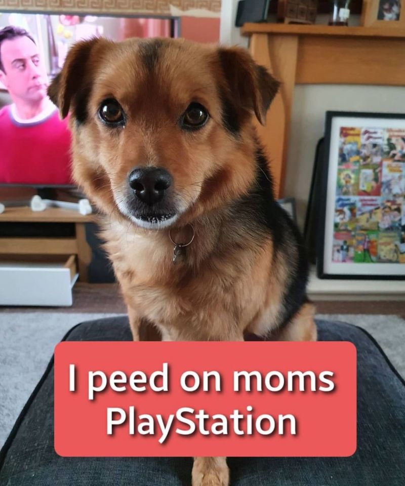 Dog does not like Playstation