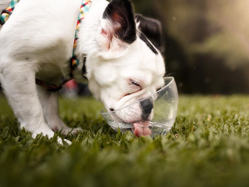 Dog drinking water