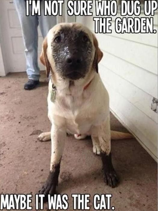 Dog dug up the garden