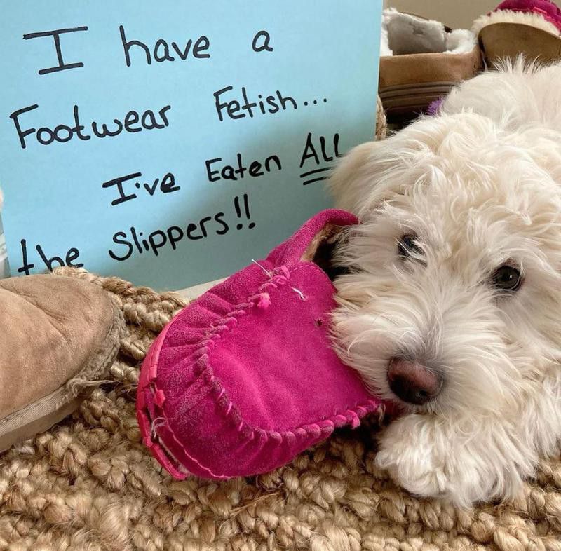 Dog eating a pink slipper