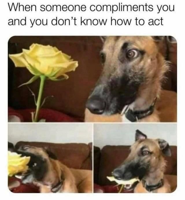 Dog eating flower