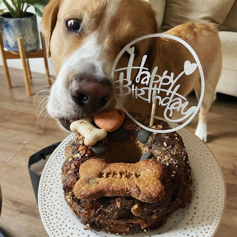 Dog eating healthy dog cake