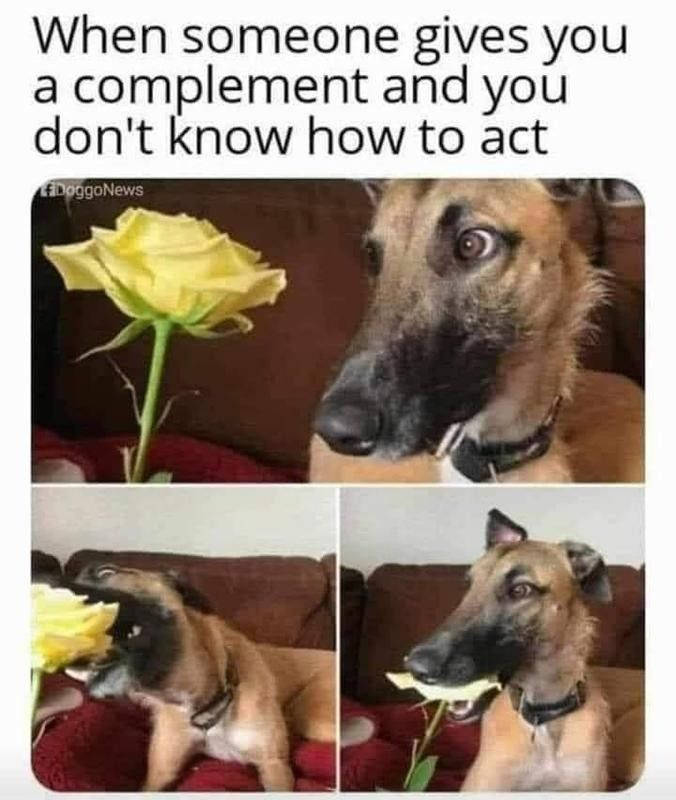 Dog eats a rose