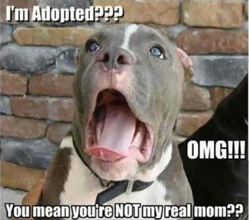 Dog finds out about real mom