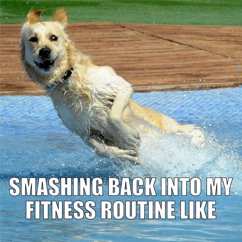 dog fitness