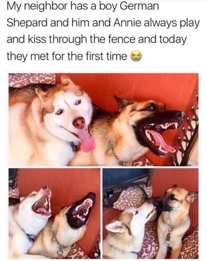 Dog friends meme