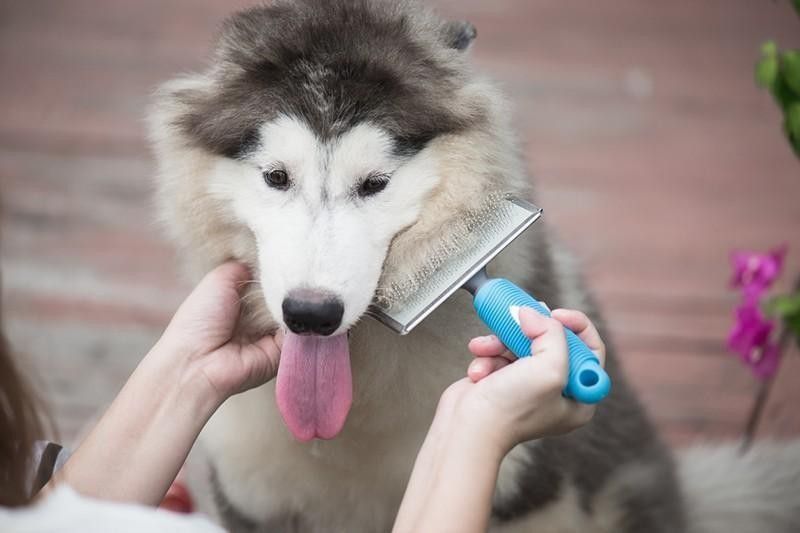 Dog getting brushed