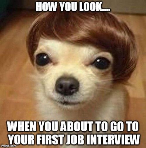 Dog going to an interview