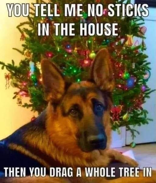 Dog has a question about the Christmas tree