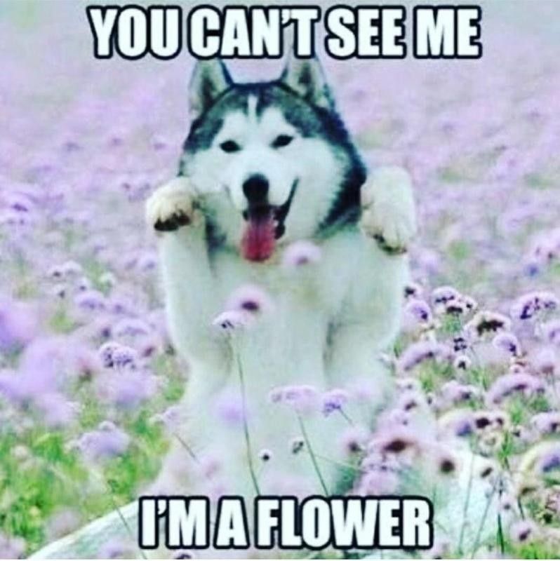 Dog hiding behind flowers