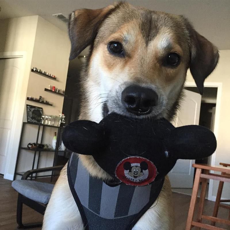 dog holding mickey mouse ears