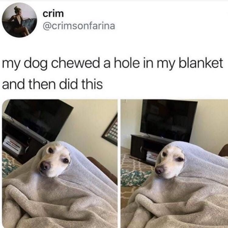 Dog in a blanket