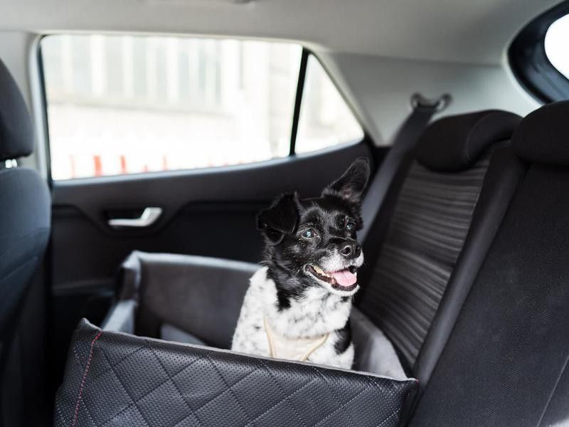 Dog in car seat with seat belt