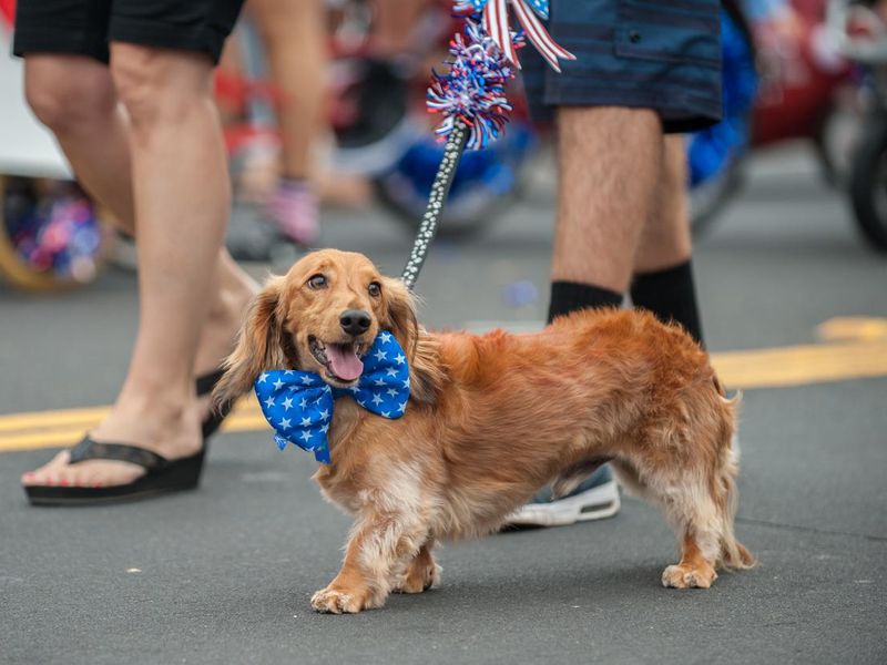 Dog in costume on July 4th