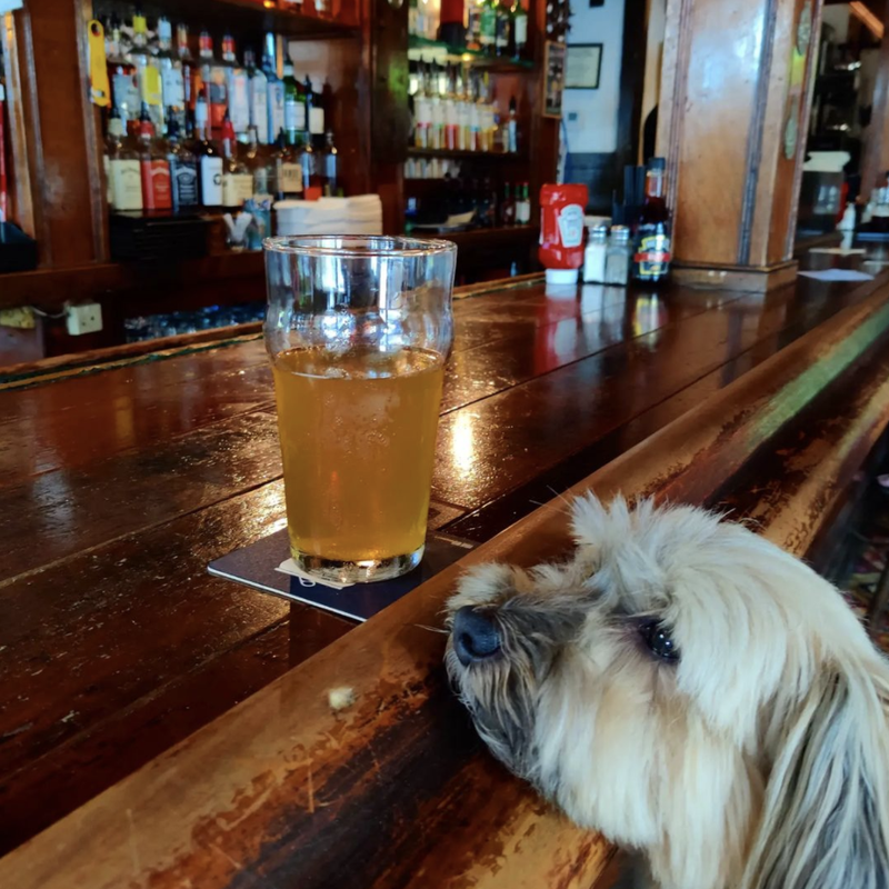 Dog in English pub