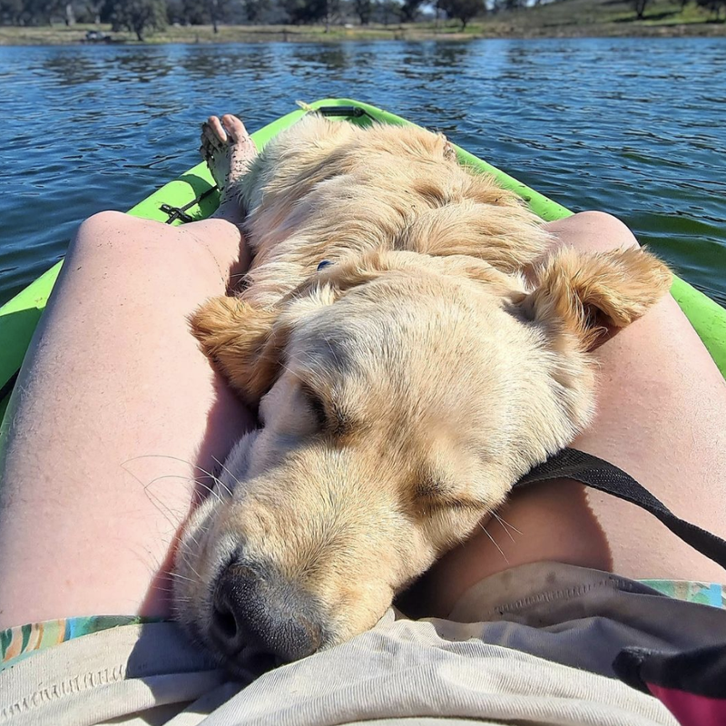 Dog in kayak