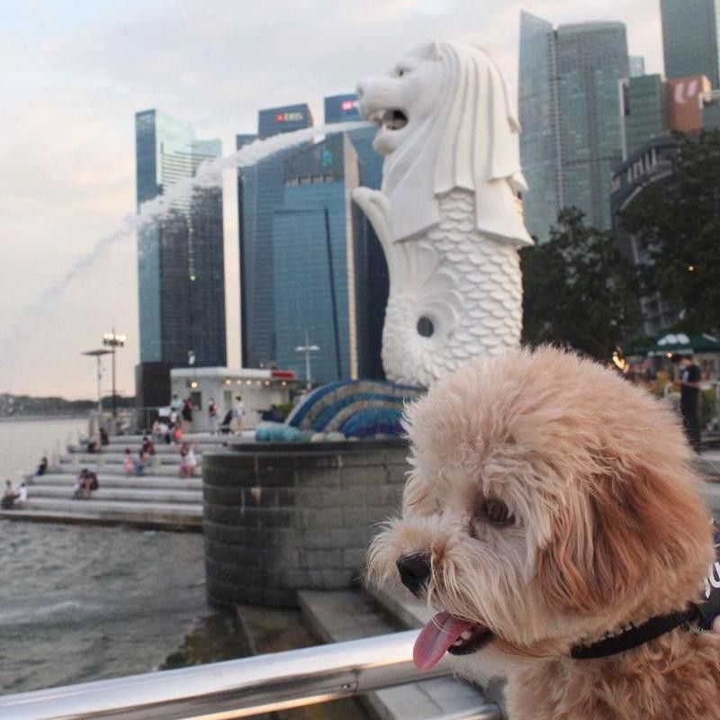 Dog in Singapore