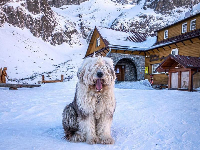 Dog in Slovakia in winter
