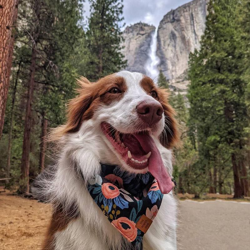 Dog in Yosemite National Park