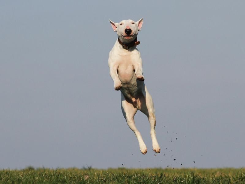 dog jump