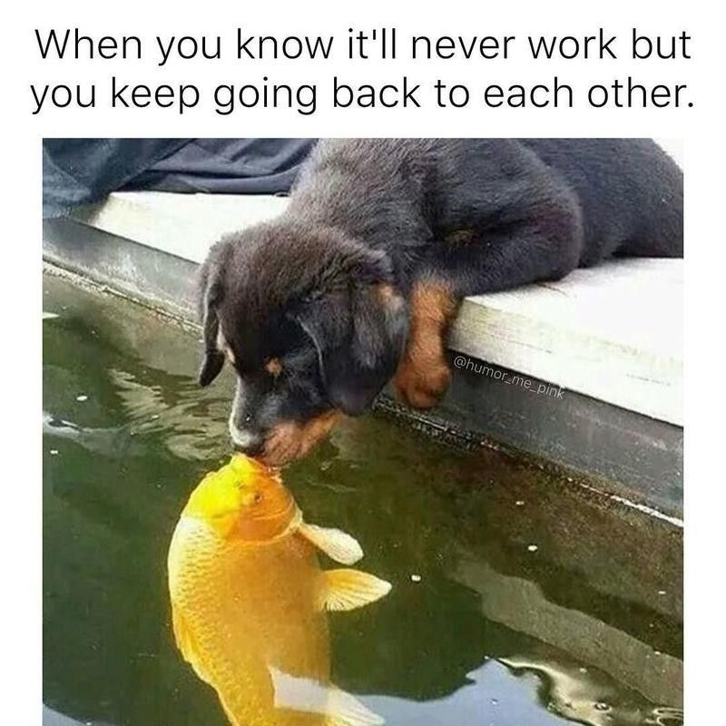 Dog kissing fish