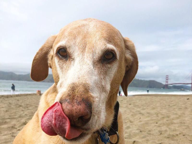Dog licking his nose at sandy dog beach