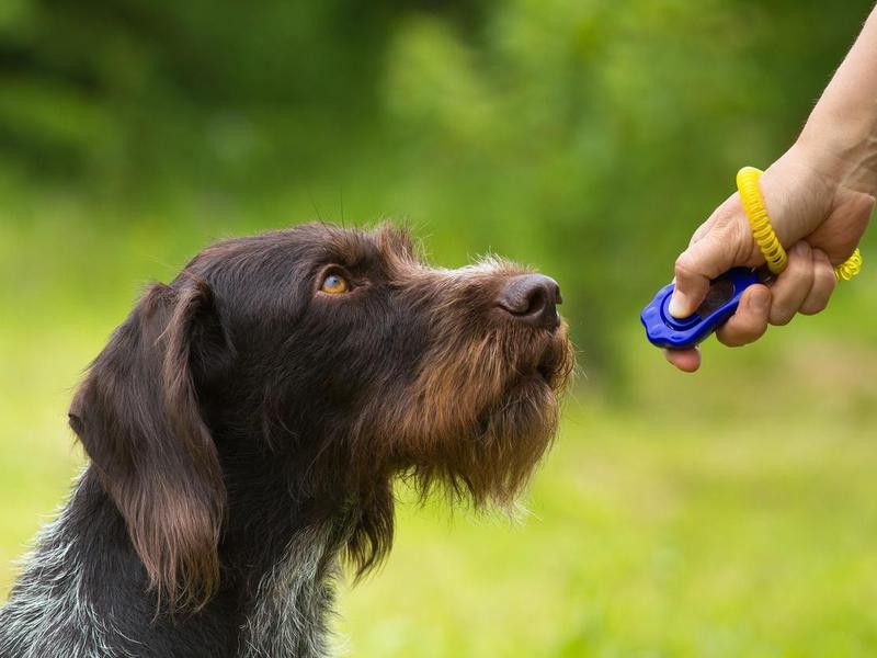Dog listening to training clicker