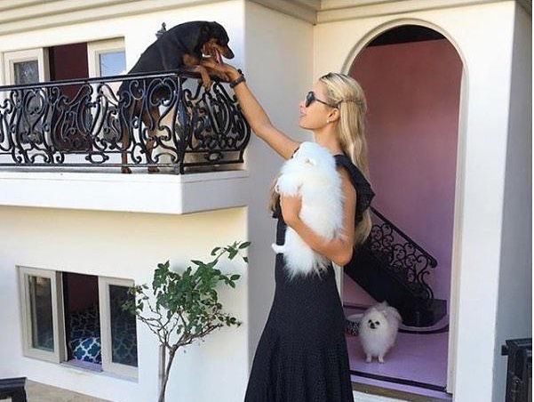 Dog Mansion, Paris Hilton