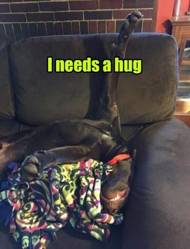 Dog needs a hug