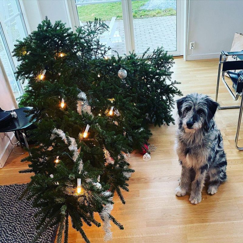 Dog next to fallen Christmas tree