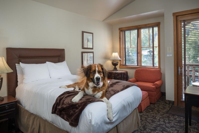 Dog on a bed at The Hotel Telluride