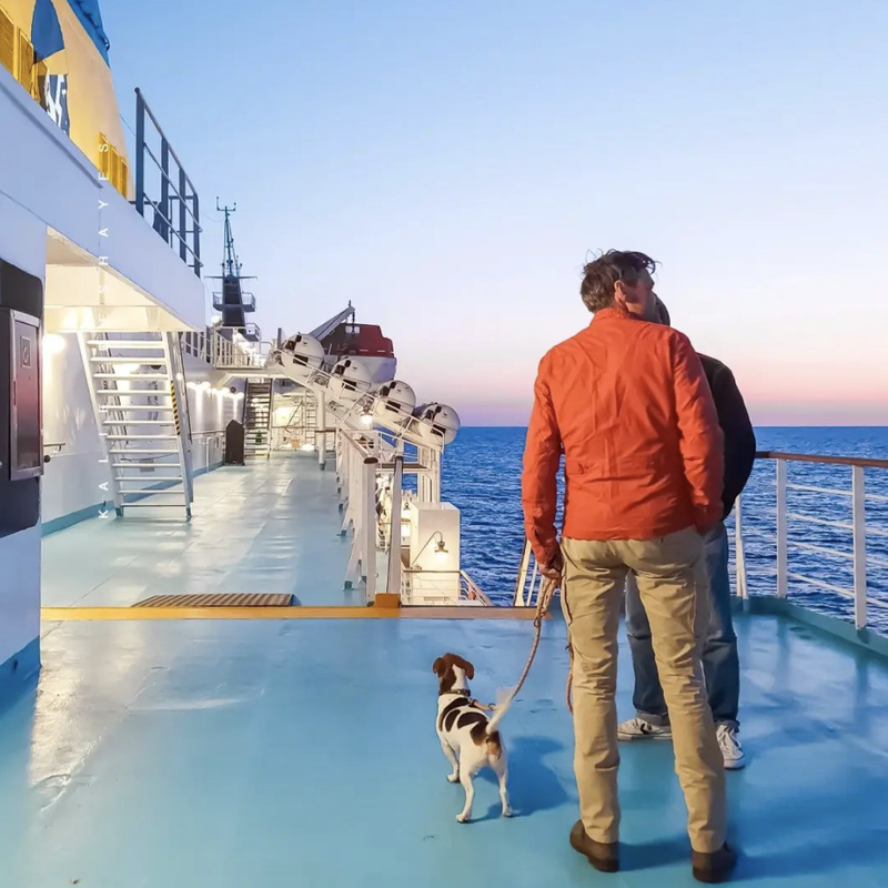 Dog on a cruise ship
