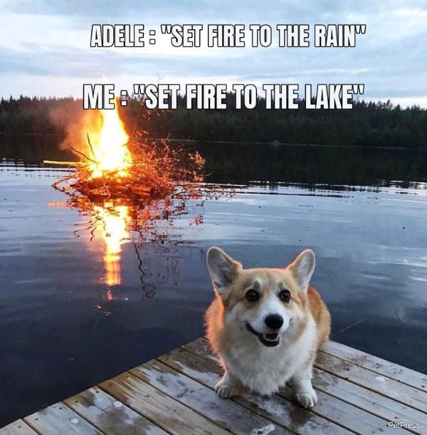 Dog on a dock at a fiery lake