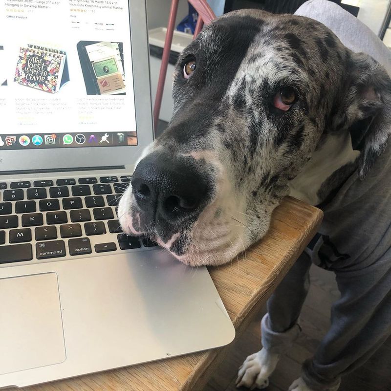 Dog on a mac